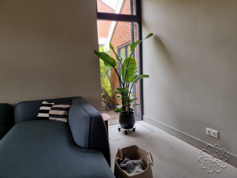 Strelizia kamerplant kopen doe je bij Bloemsierkunst Groeneveld