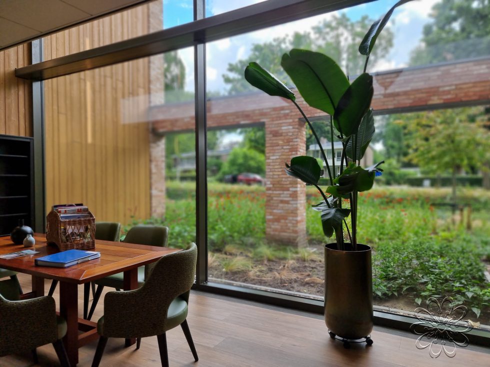 Strelizia kamerplant kopen doe je bij Bloemsierkunst Groeneveld