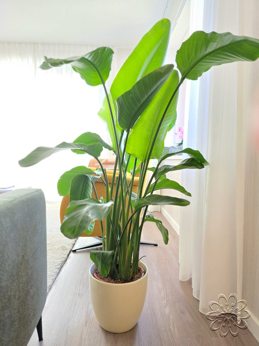 Strelizia kamerplant kopen doe je bij Bloemsierkunst Groeneveld