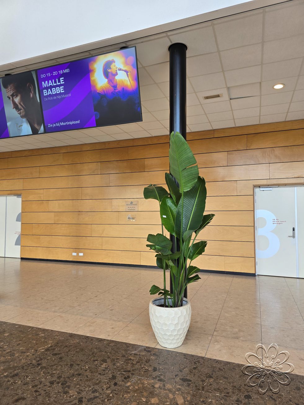 Strelizia kamerplant kopen doe je bij Bloemsierkunst Groeneveld