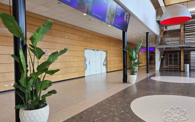 Strelitzia plant kopen