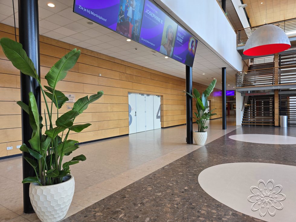 Strelizia kamerplant kopen doe je bij Bloemsierkunst Groeneveld