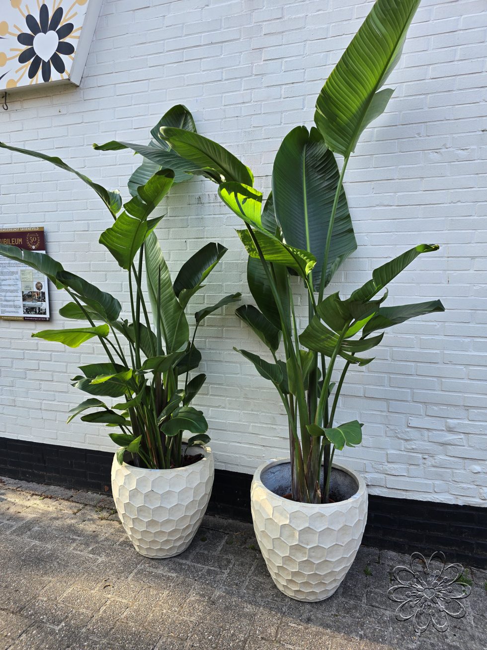 Strelizia kamerplant kopen doe je bij Bloemsierkunst Groeneveld