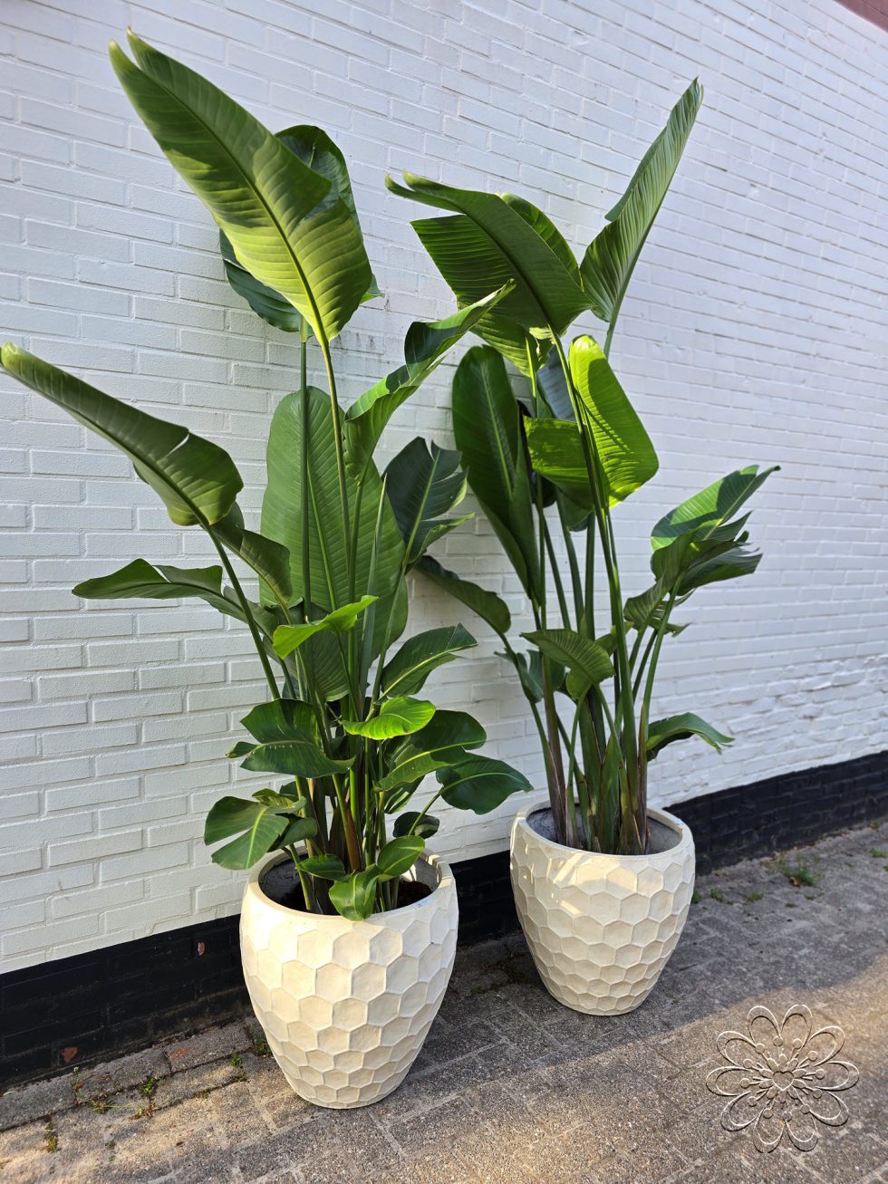 Strelizia kamerplant kopen doe je bij Bloemsierkunst Groeneveld