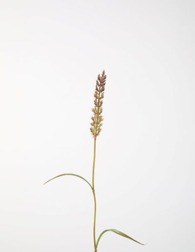 Zijden bloemen kopen doe je bij Bloemsierkunst Groeneveld Haren Groningen