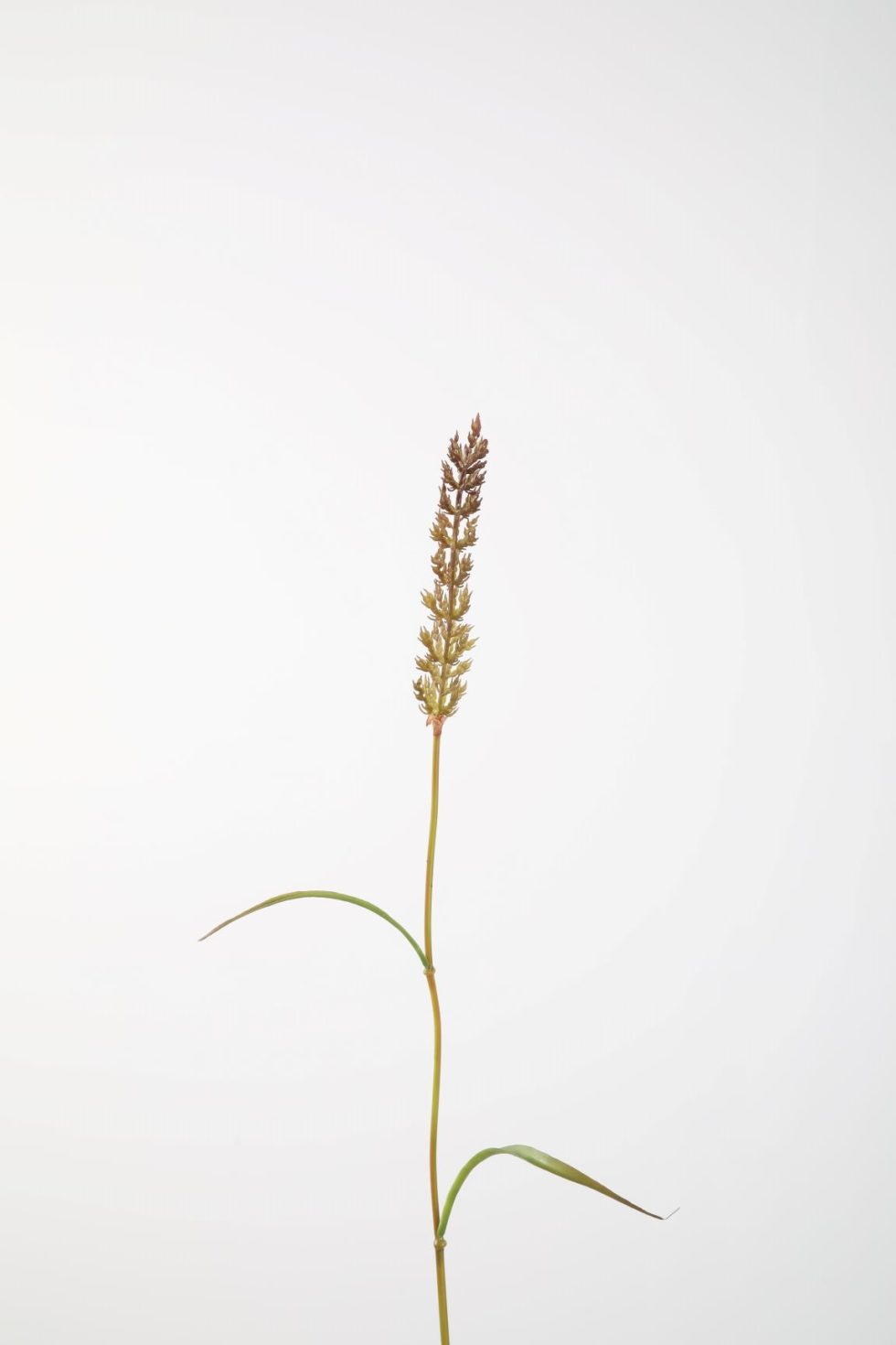 Zijden bloemen kopen doe je bij Bloemsierkunst Groeneveld Haren Groningen