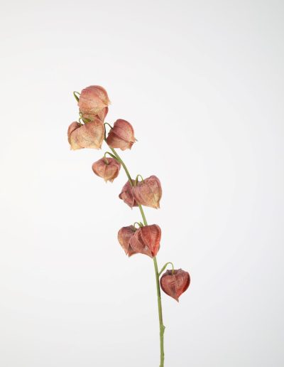 Zijden bloemen kopen doe je bij Bloemsierkunst Groeneveld Haren Groningen