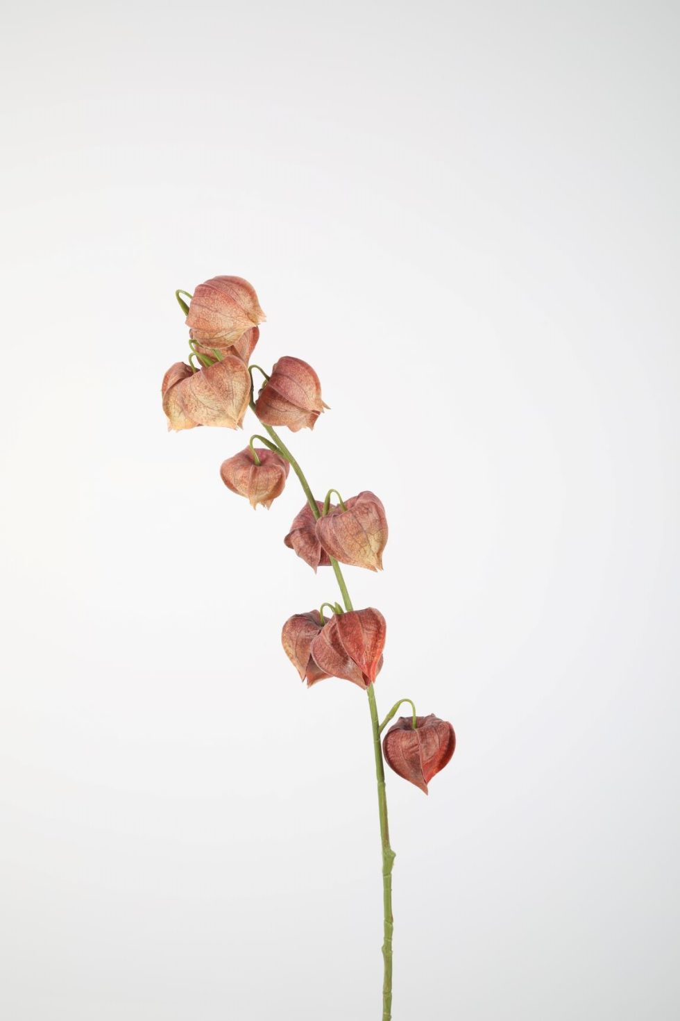 Zijden bloemen kopen doe je bij Bloemsierkunst Groeneveld Haren Groningen