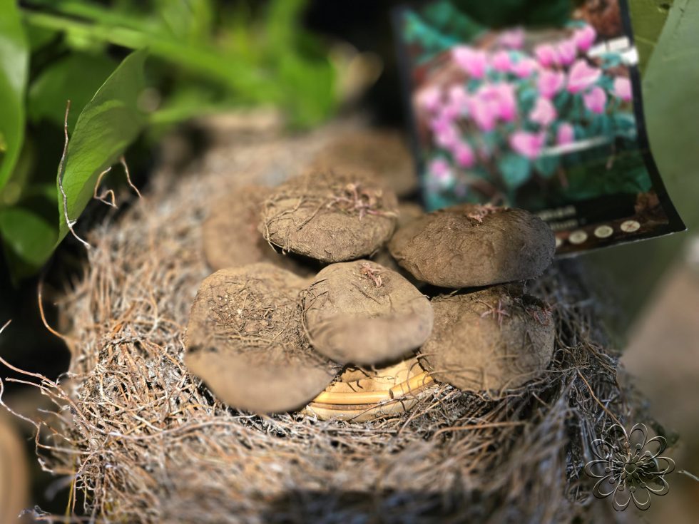 Bloemsierkunst Groeneveld in de herfst sferen
