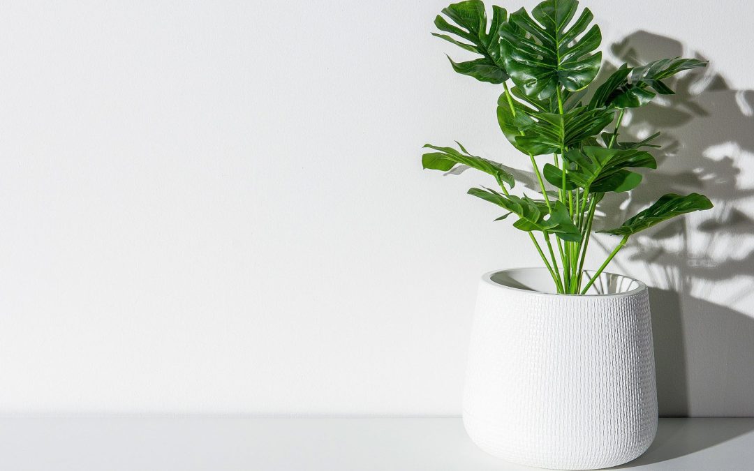 Monstera plant kopen