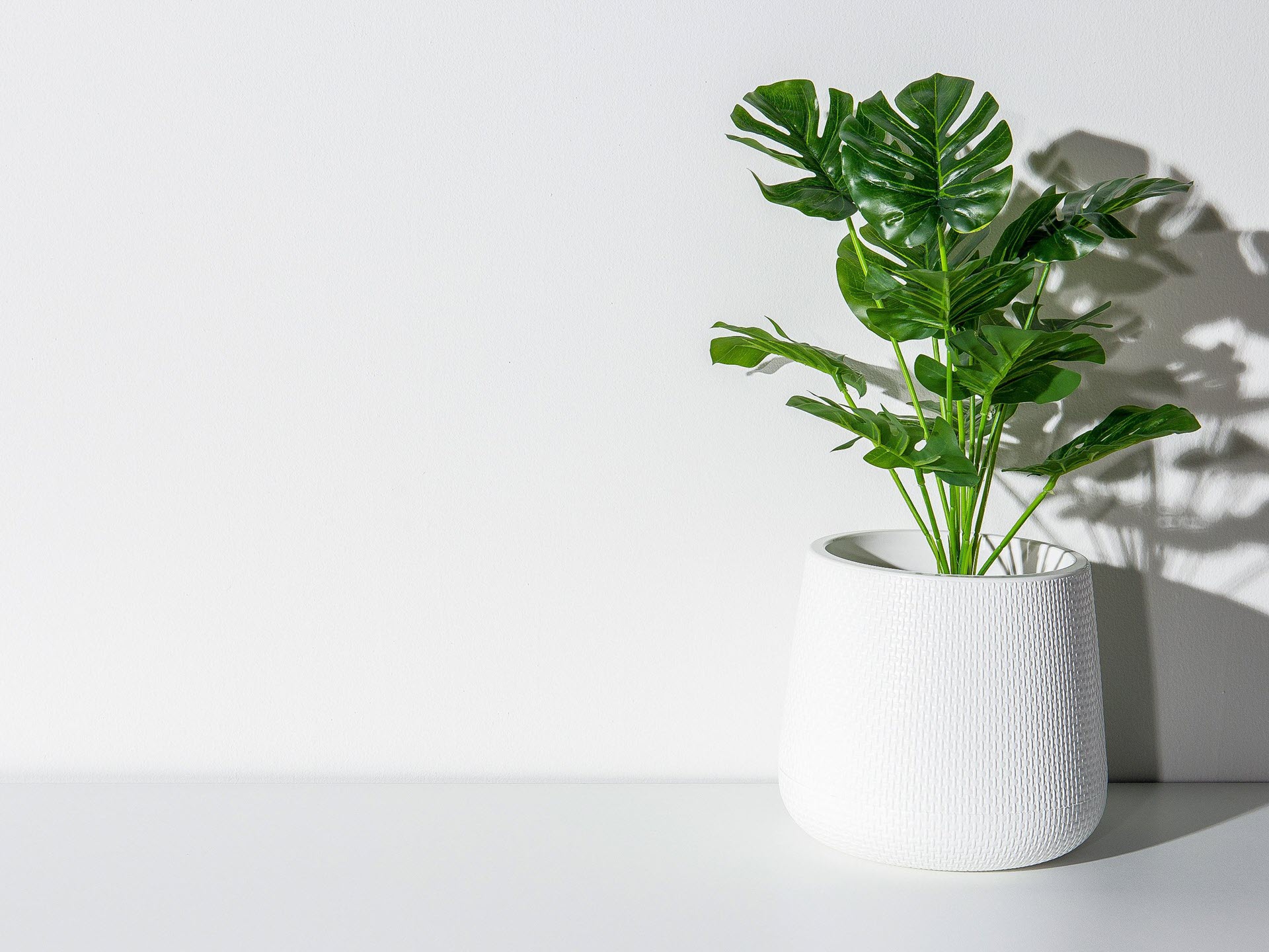 De Monstera, ook wel bekend als de gatenplant, is een stijlvolle en luchtzuiverende kamerplant die perfect past in elke woonkamer.