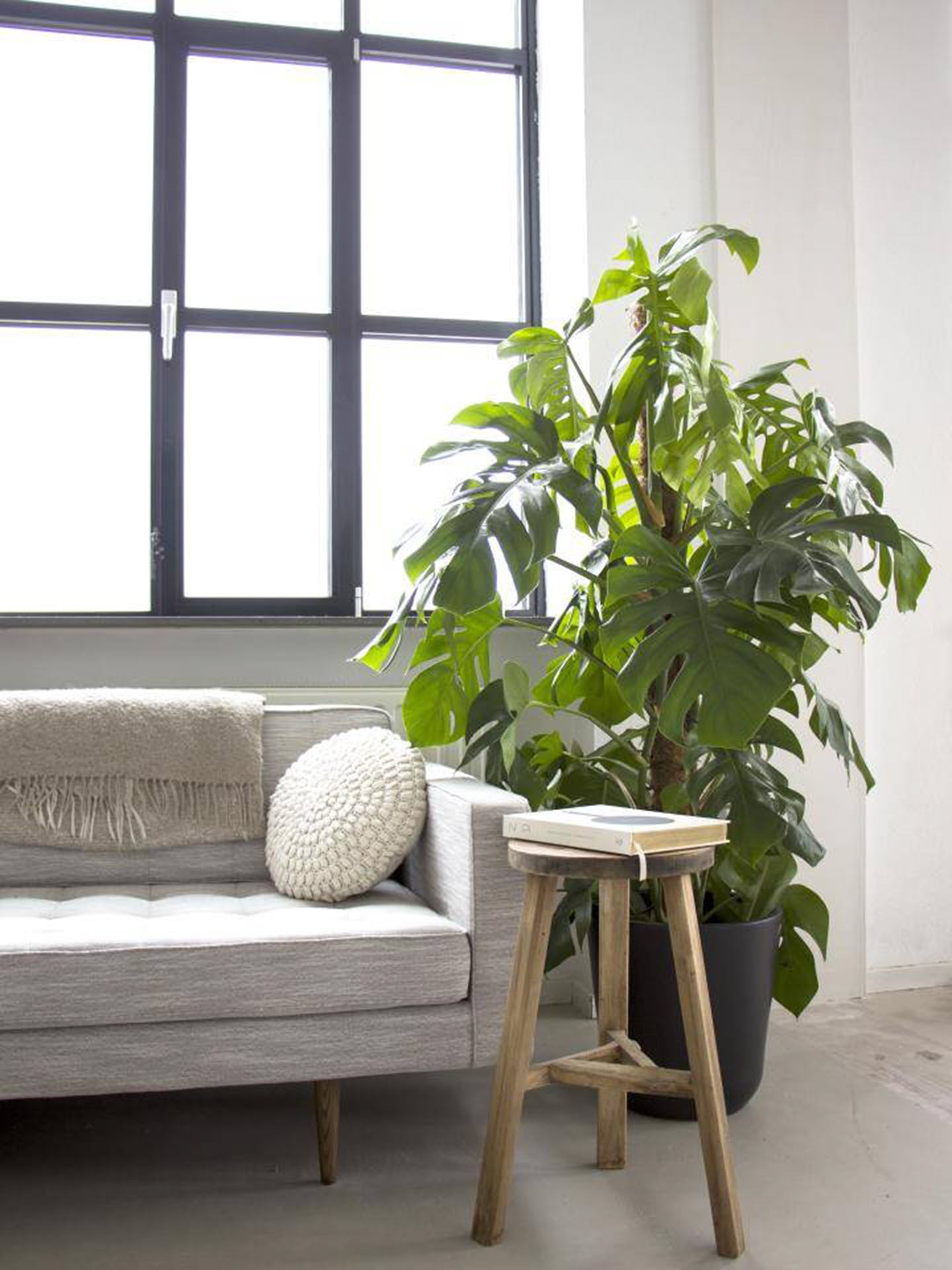 De Monstera, ook wel bekend als de gatenplant, is een stijlvolle en luchtzuiverende kamerplant die perfect past in elke woonkamer.