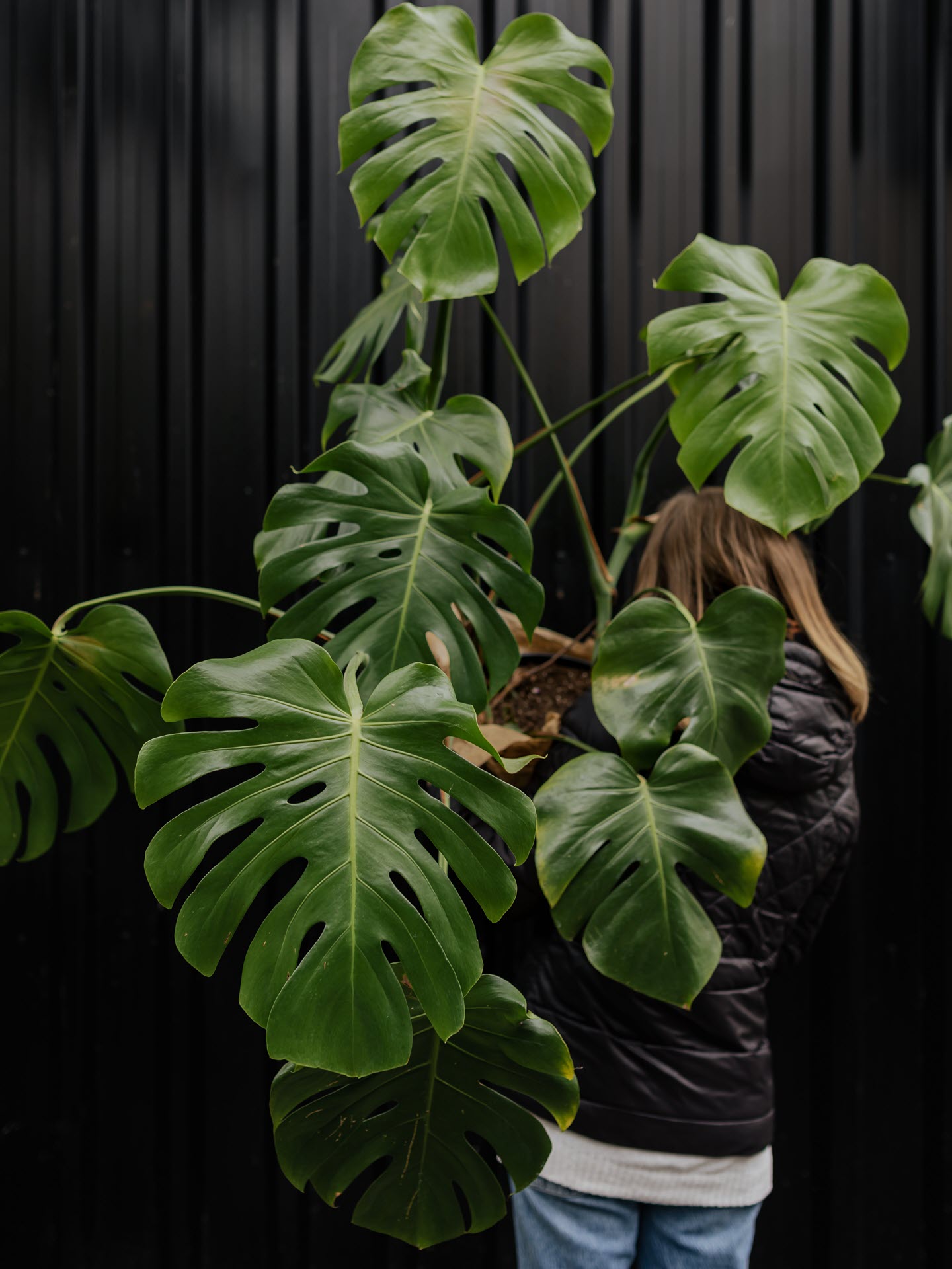 De Monstera, ook wel bekend als de gatenplant, is een stijlvolle en luchtzuiverende kamerplant die perfect past in elke woonkamer.