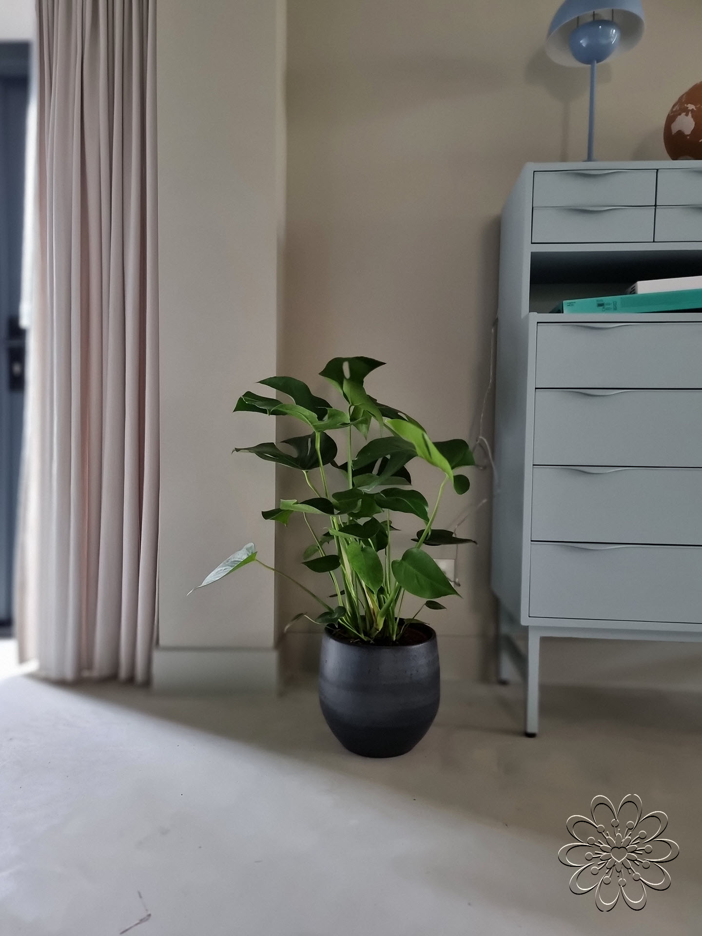 De Monstera, ook wel bekend als de gatenplant, is een stijlvolle en luchtzuiverende kamerplant die perfect past in elke woonkamer.