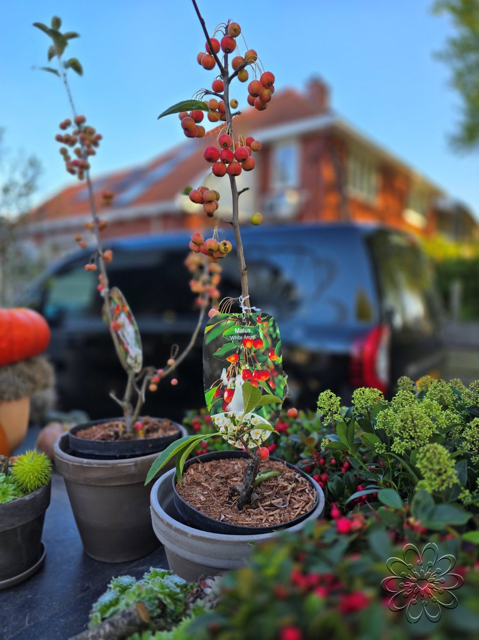 Bloemsierkunst Groeneveld in de herfst sferen