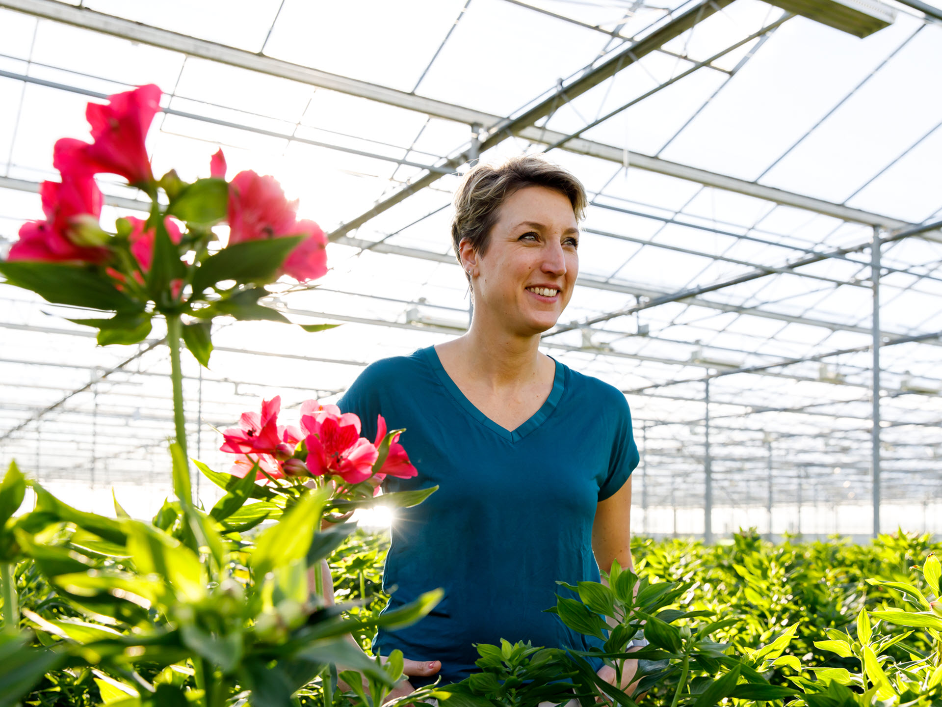 Tesselaar Alstroemeria wil mensen blij maken met grensverleggende alstroemeria's.