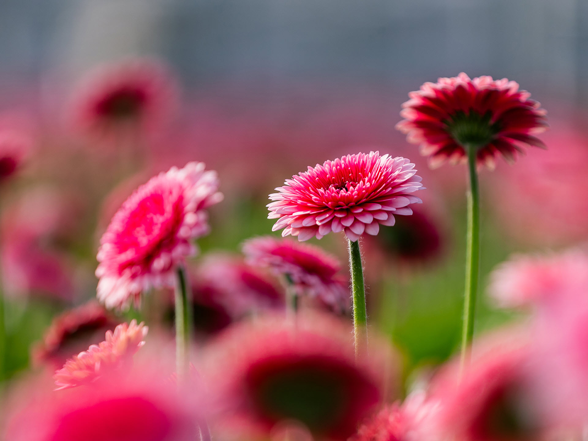 Ontdek Sierteelt - Feiten en Cijfers