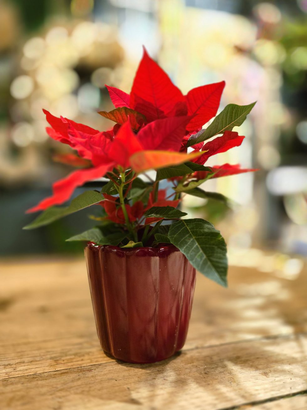 Kerst bij Bloemsierkunst Groeneveld. Adembenemend als je binnen stapt in onze winkel vol geurige dennen en sprankelende kerststukken. Maak ook jouw kerstdagen extra bijzonder met een amaryllis kersboeket of een sfeervolle kerstkrans.