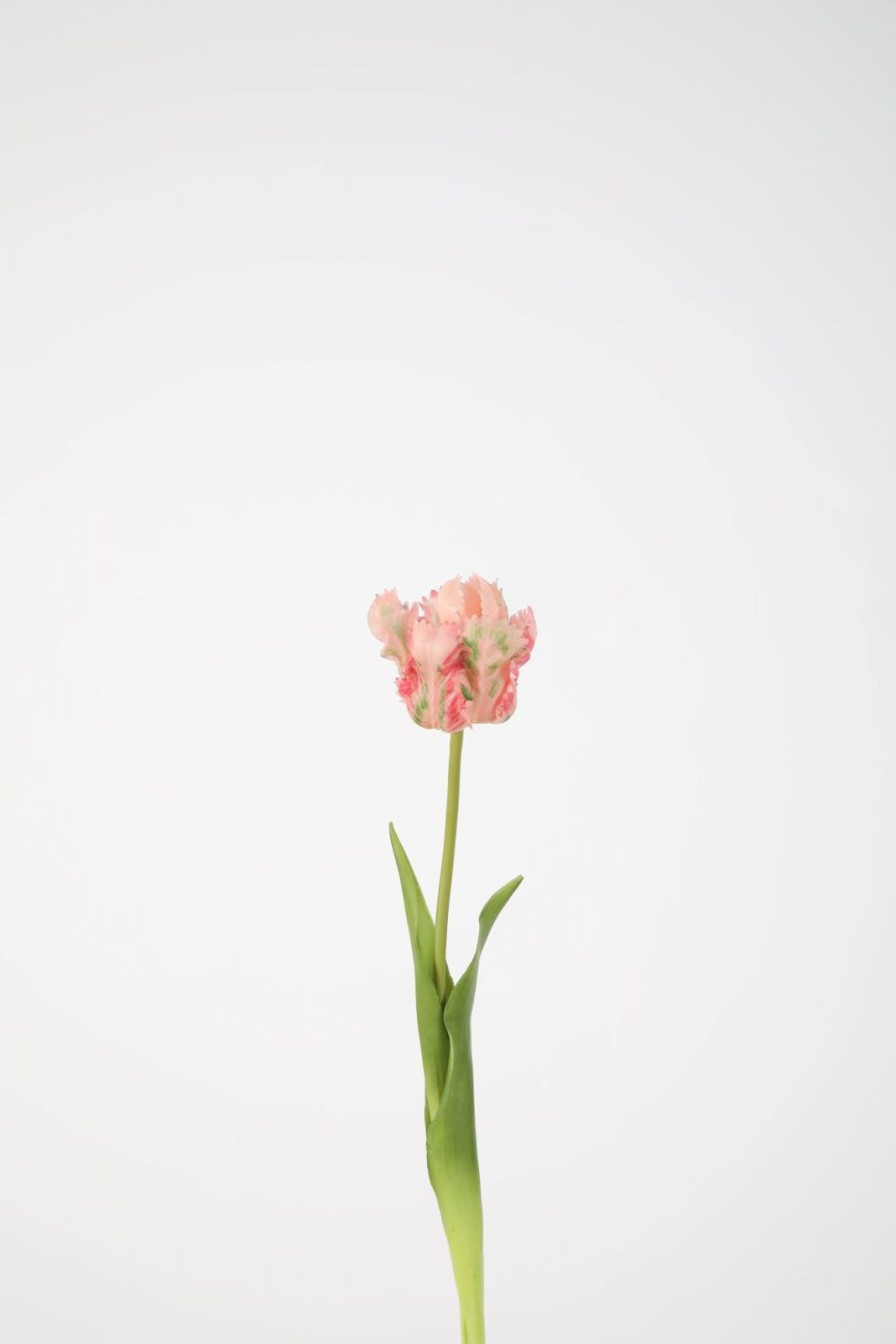 Zijden bloemen bestellen bij Bloemsierkunst Groeneveld