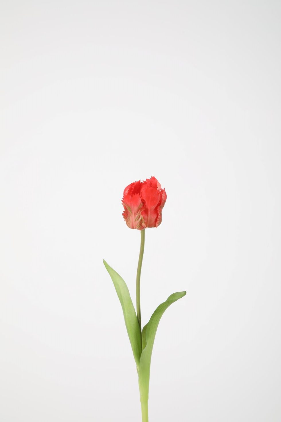 Zijden bloemen bestellen bij Bloemsierkunst Groeneveld