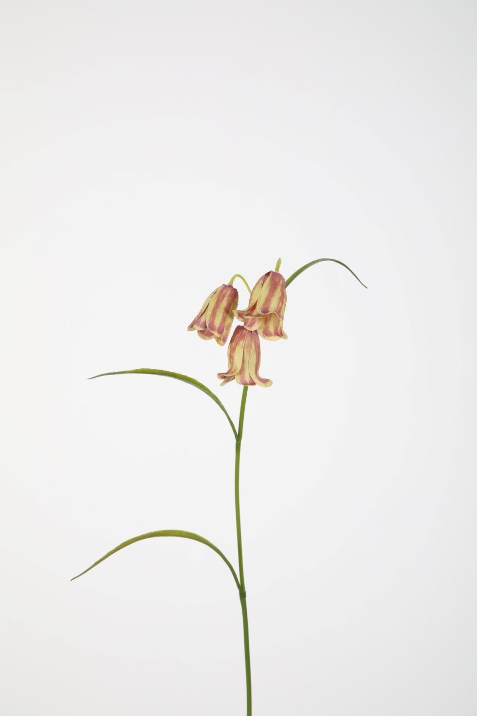 Zijden bloemen bestellen bij Bloemsierkunst Groeneveld