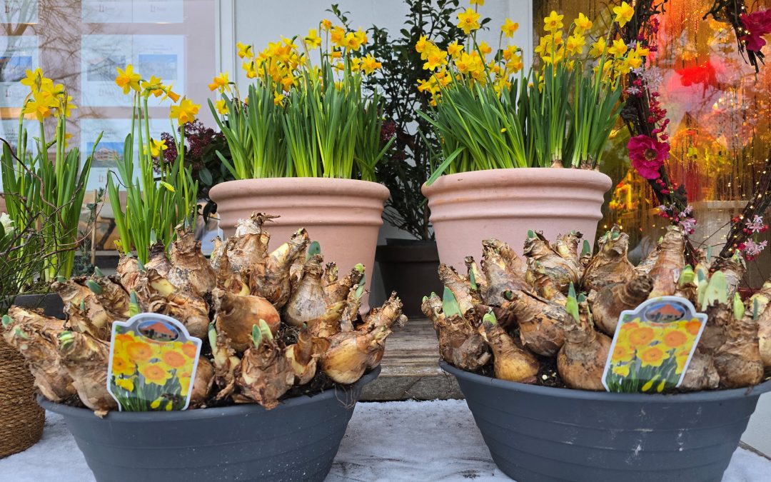 Bollen en Kamerplanten