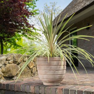 Pot Quintus Old Terra