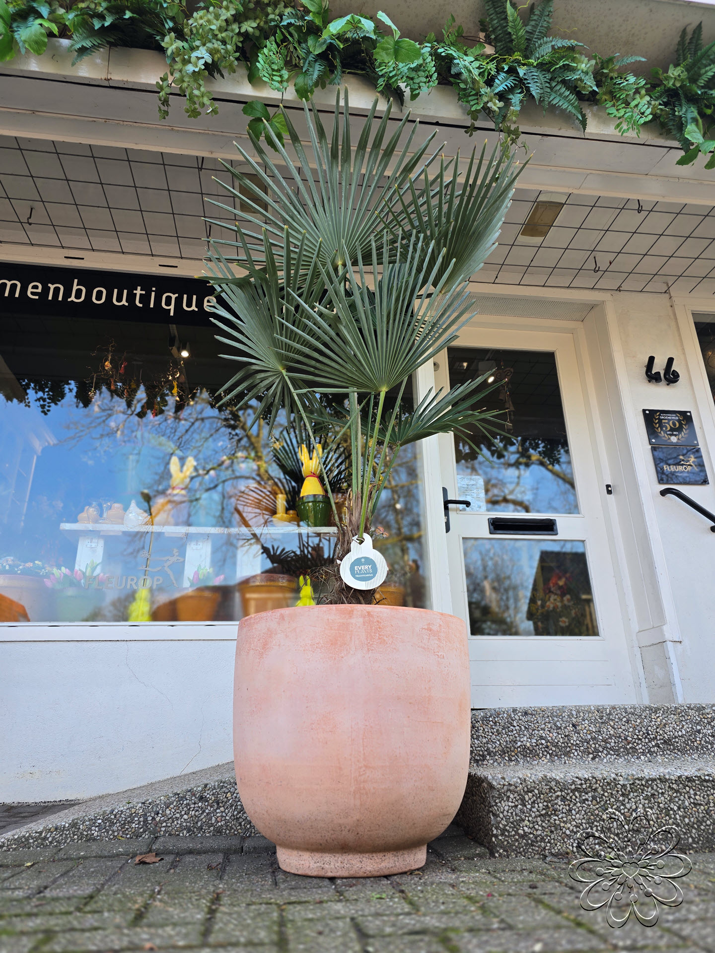 De Monstera, ook wel bekend als de gatenplant, is een stijlvolle en luchtzuiverende kamerplant die perfect past in elke woonkamer.