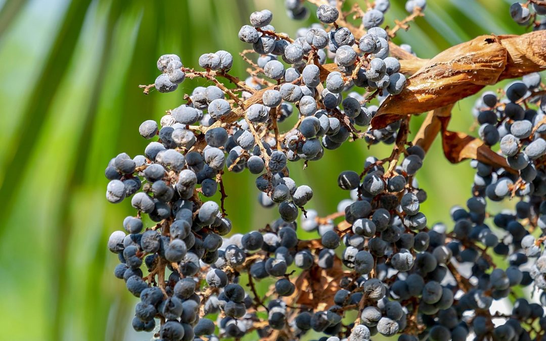 Trachycarpus plant kopen