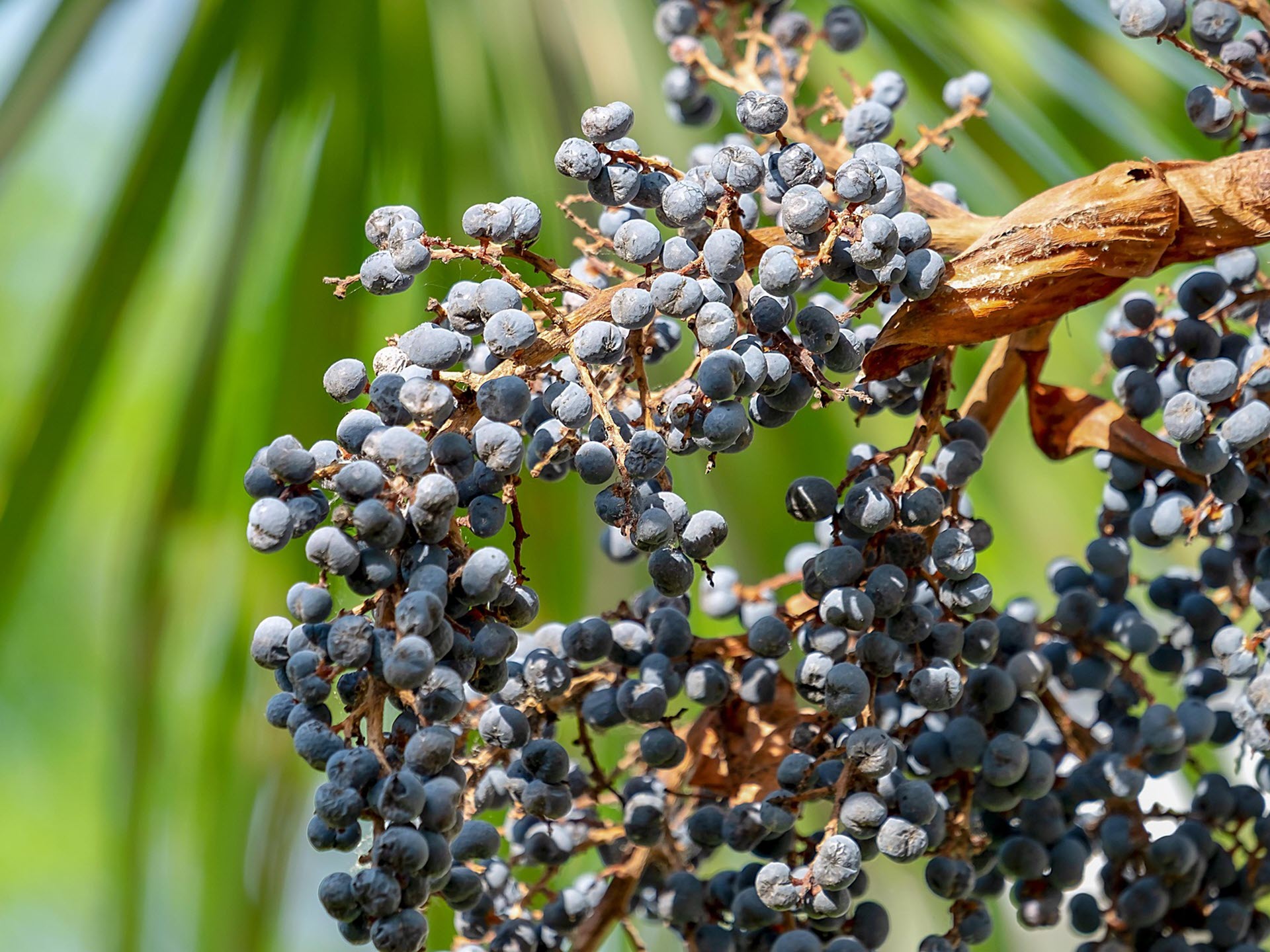 Trachycarpus plant kopen