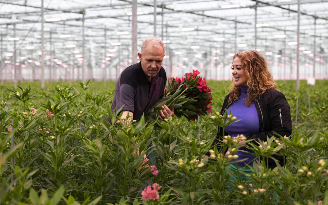 Kijk mee in de kas vol Alstroemeria’s