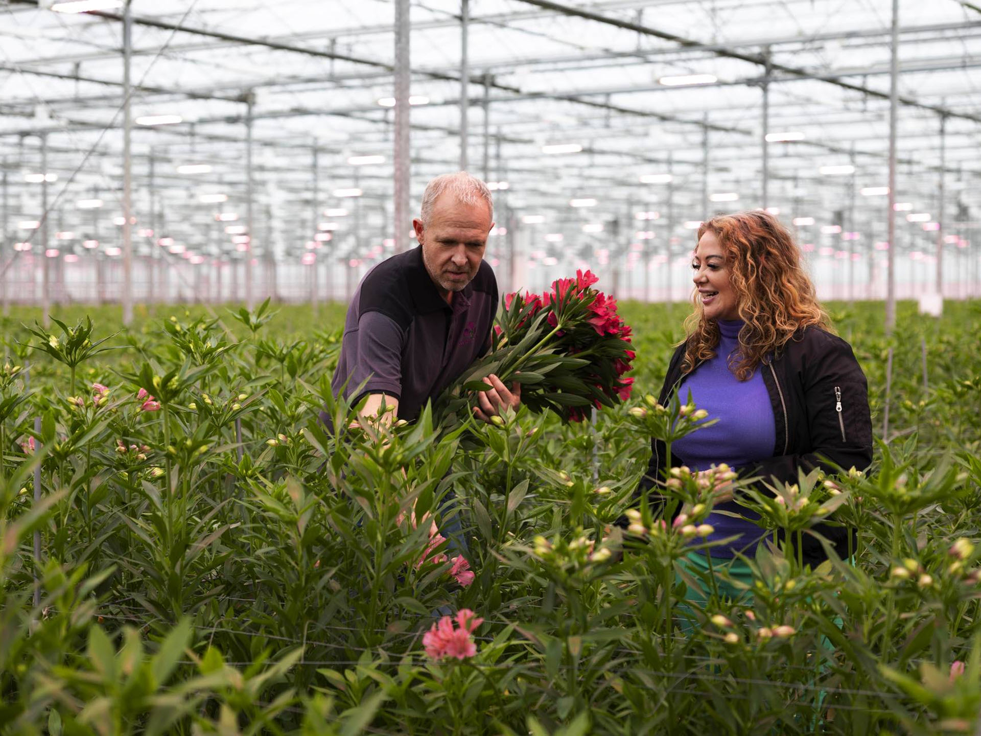 Kijk mee in de kas vol Alstroemeria’s