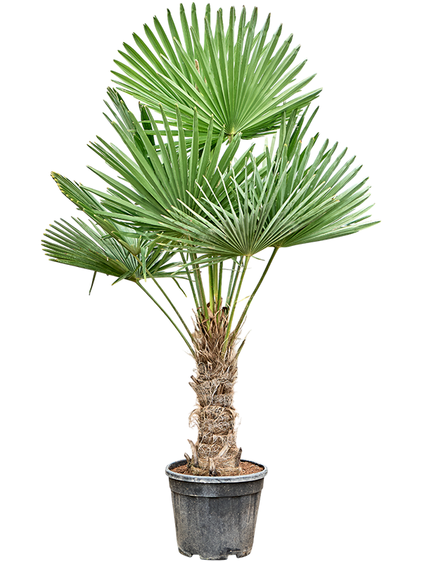 Trachycarpus-v01 De Monstera, ook wel bekend als de gatenplant, is een stijlvolle en luchtzuiverende kamerplant die perfect past in elke woonkamer.