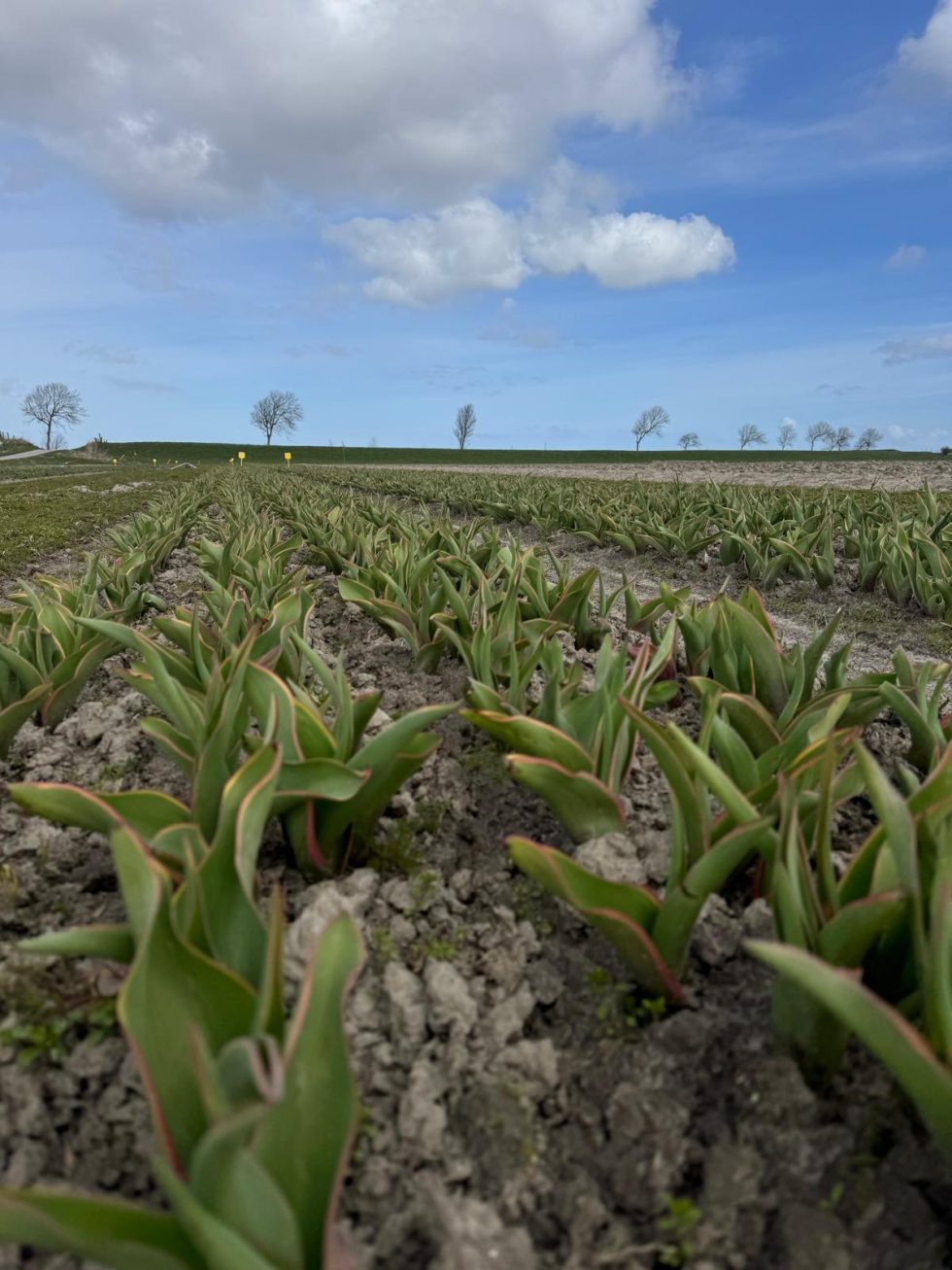 Tulpen van de lokale Groningse biologische kwekerij