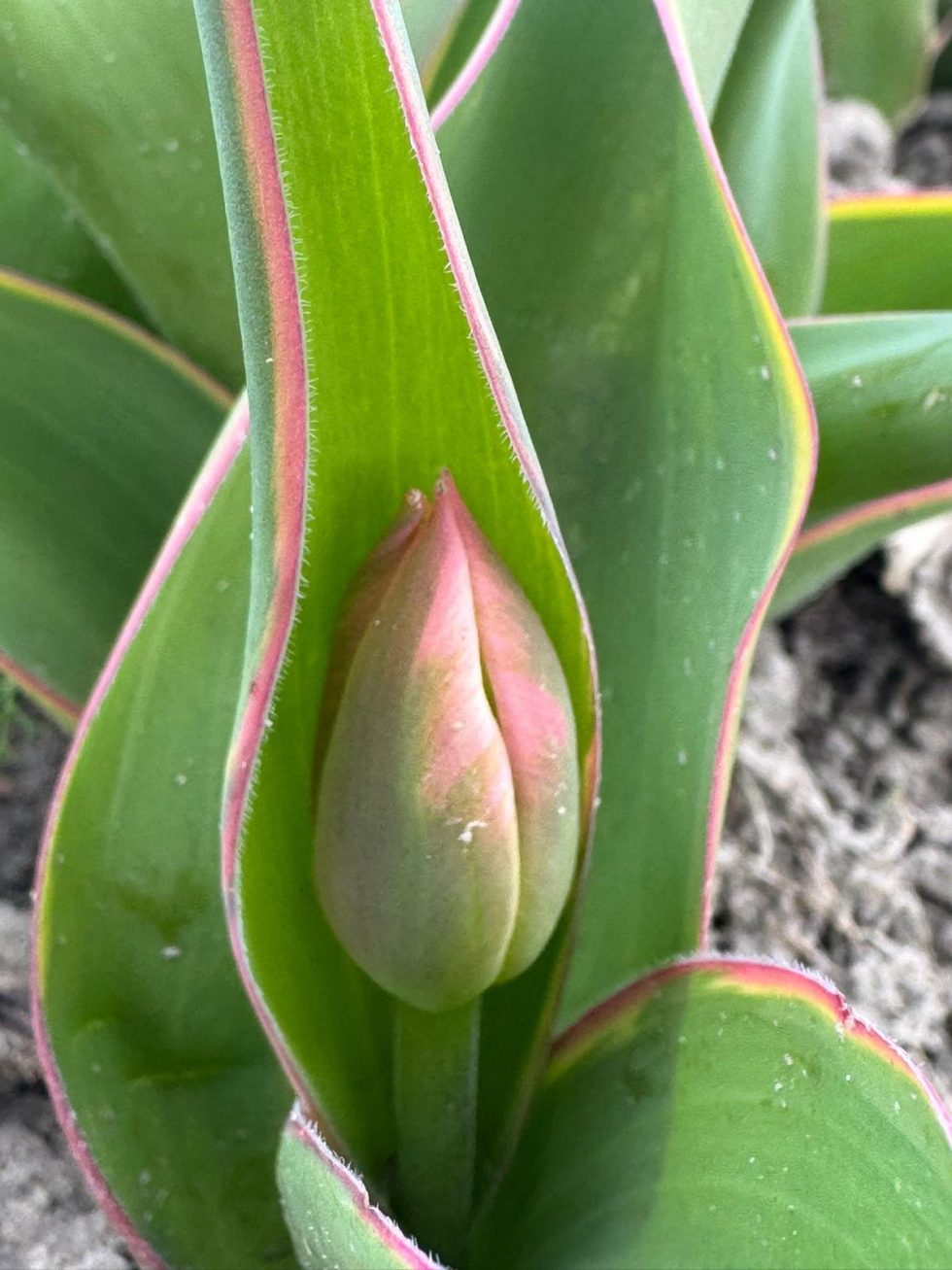 Tulpen van de lokale Groningse biologische kwekerij