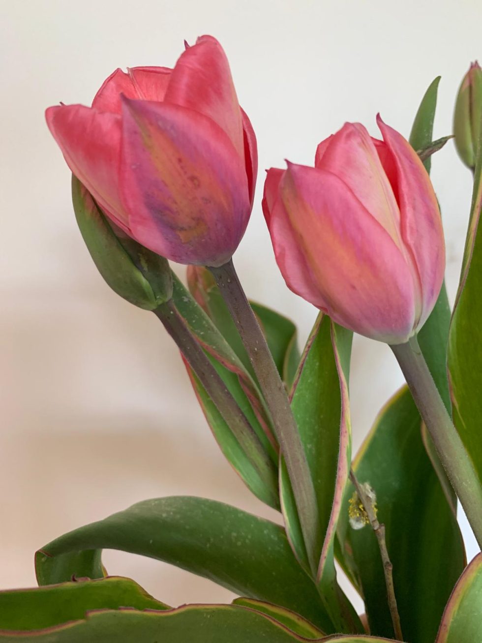Tulpen van de lokale Groningse biologische kwekerij