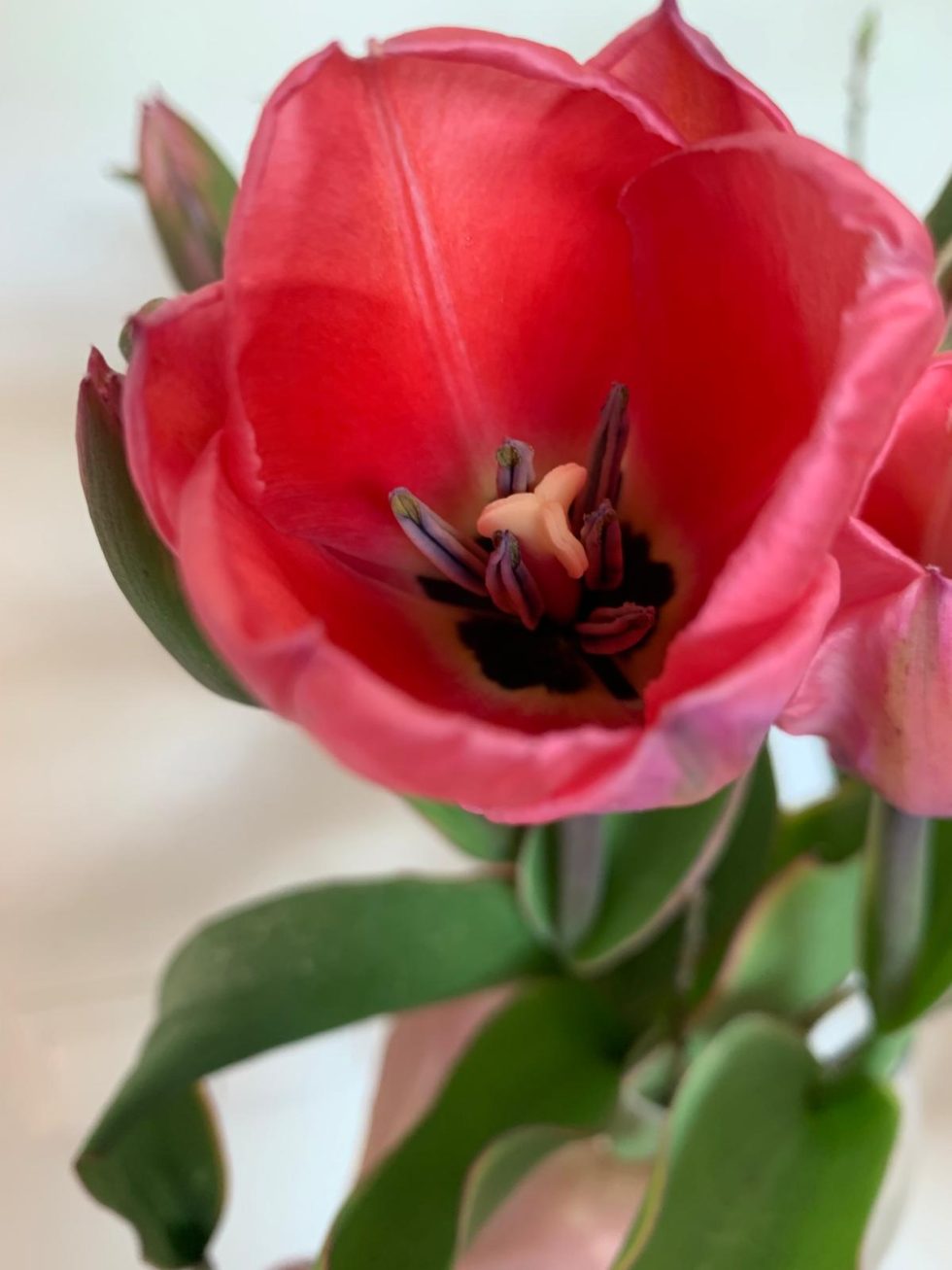 Tulpen van de lokale Groningse biologische kwekerij