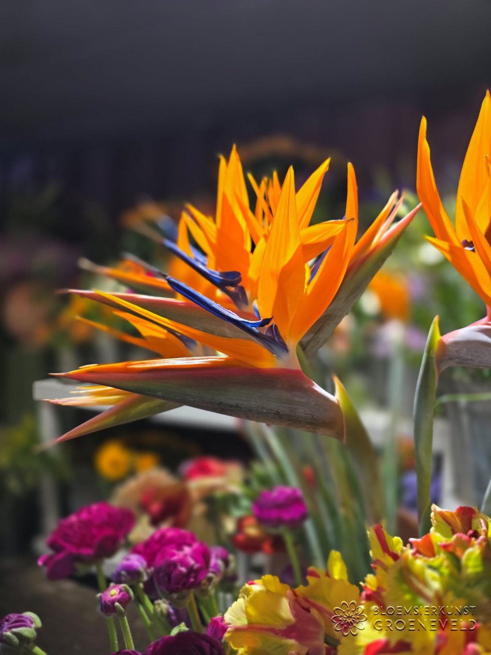Koningsdag in bloemenwinkel Bloemsierkunst Groeneveld