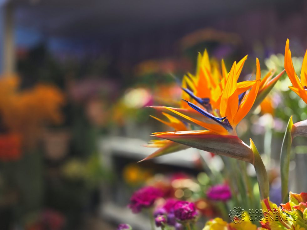 Koningsdag in bloemenwinkel Bloemsierkunst Groeneveld