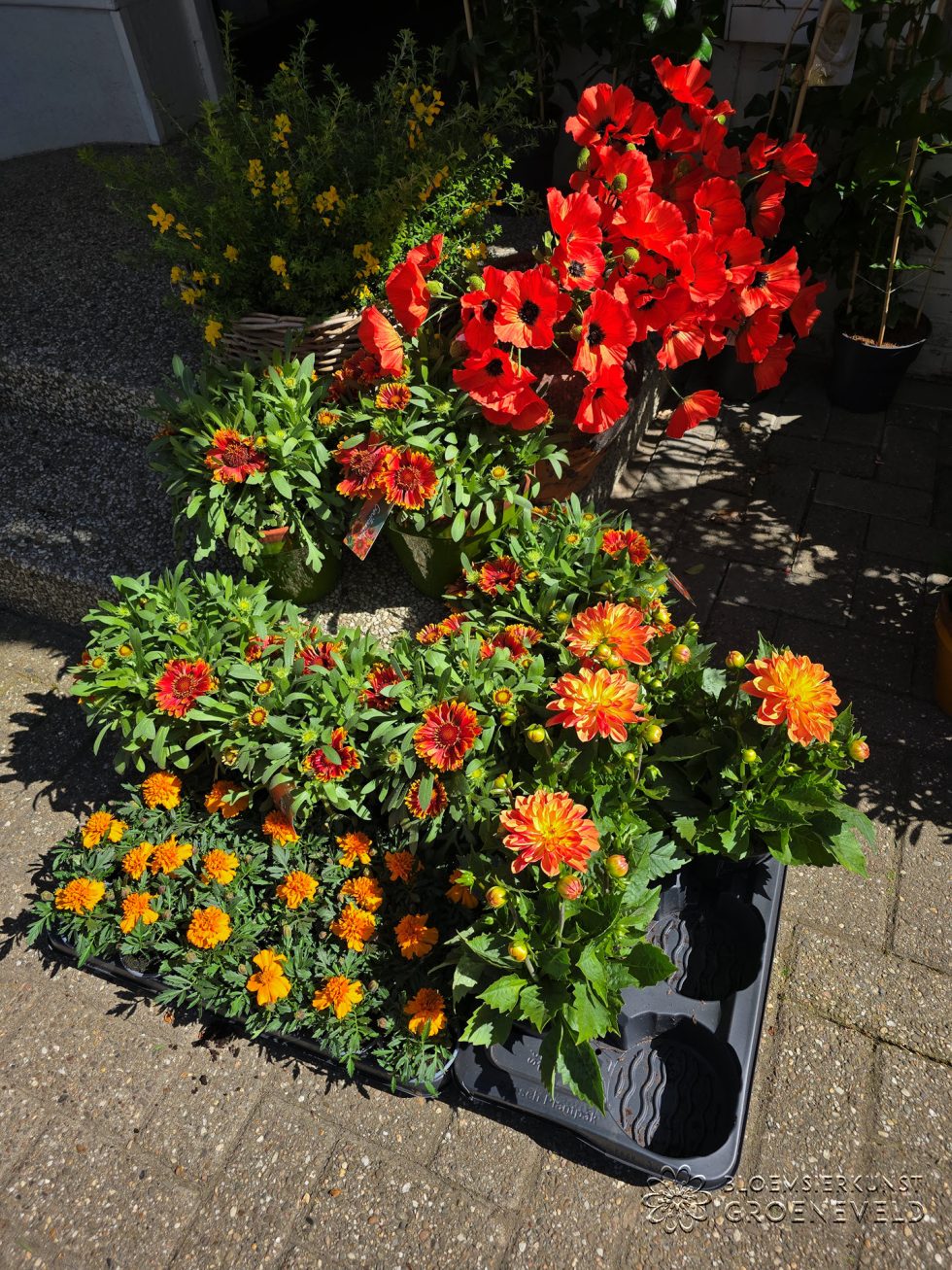 Koningsdag in bloemenwinkel Bloemsierkunst Groeneveld