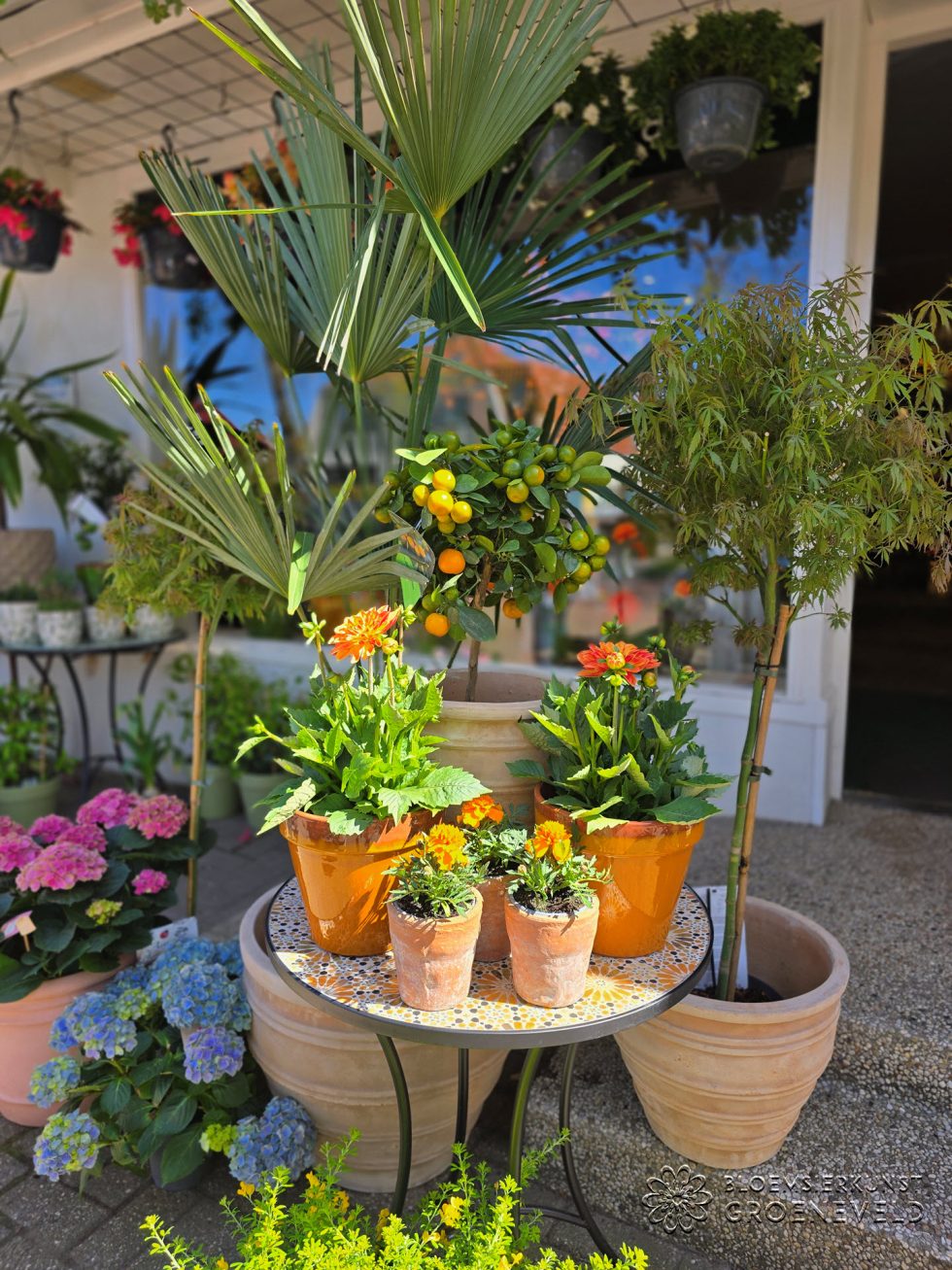Koningsdag in bloemenwinkel Bloemsierkunst Groeneveld