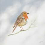 Roodborstje, 10x10cm +&euro;2,70