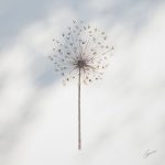 Rouwkaart paardenbloem - 10x10cm +&euro;3,00