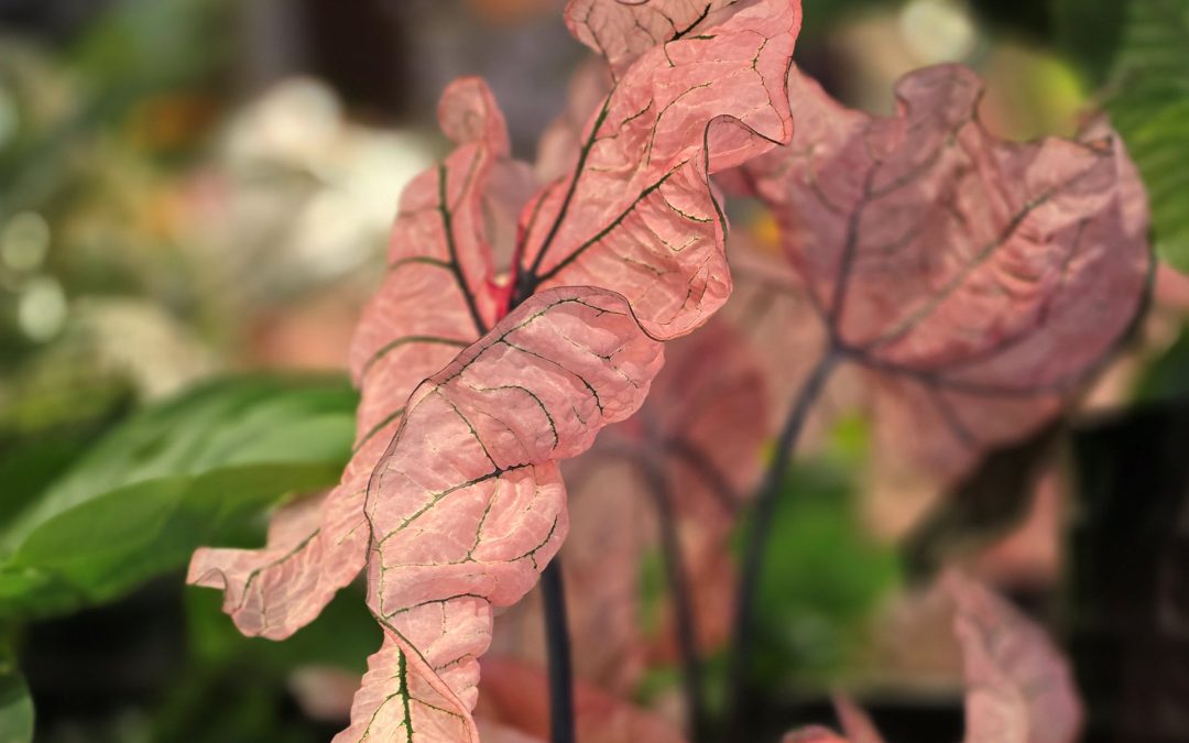 Caladium kamerplant