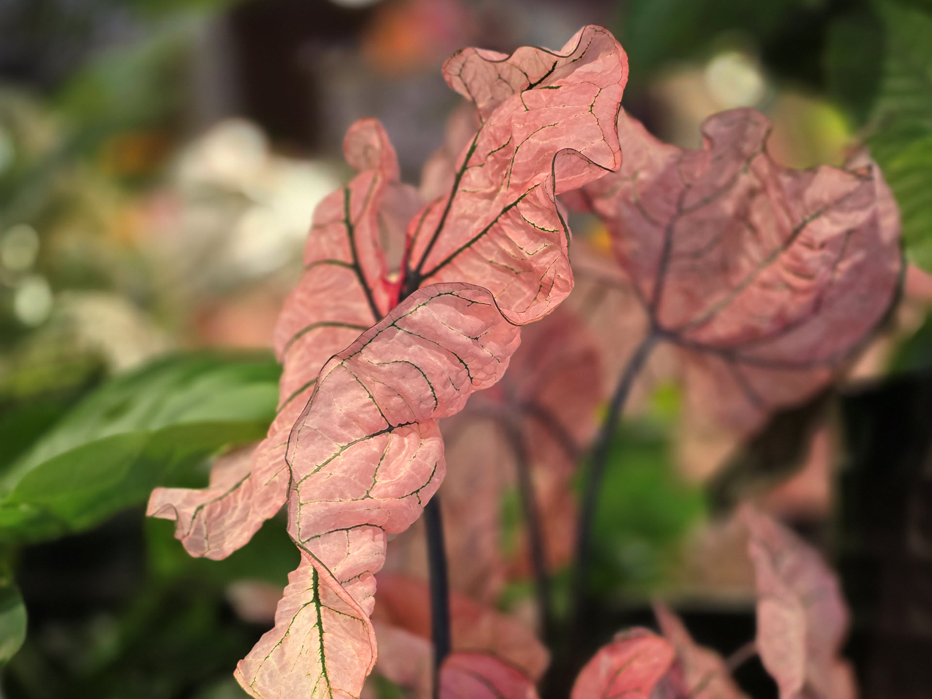 Caladium kamerplant