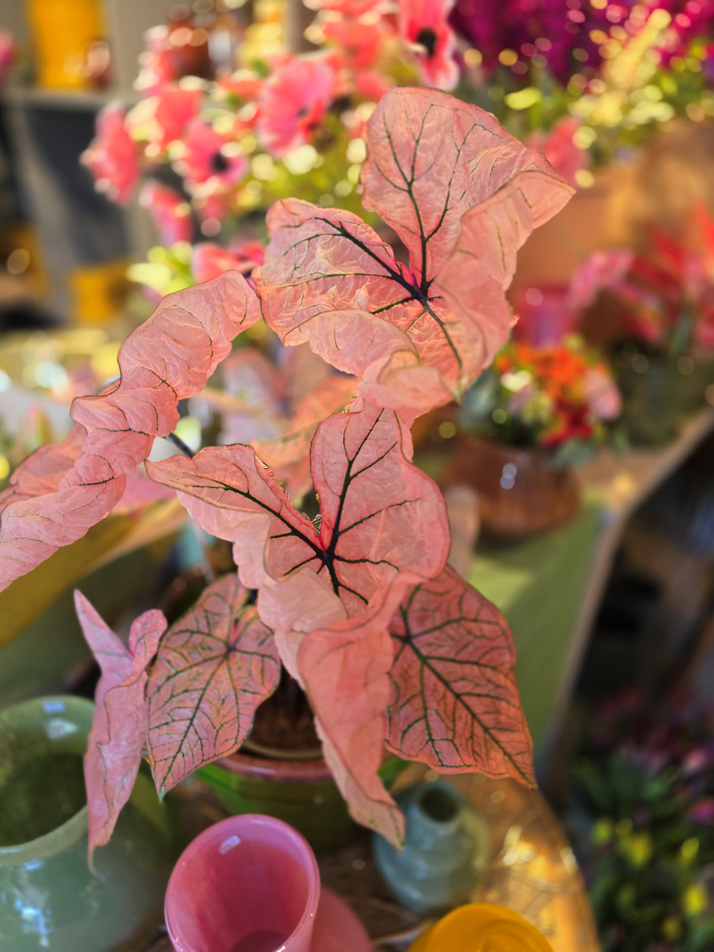 Caladrium Spring Fling plant