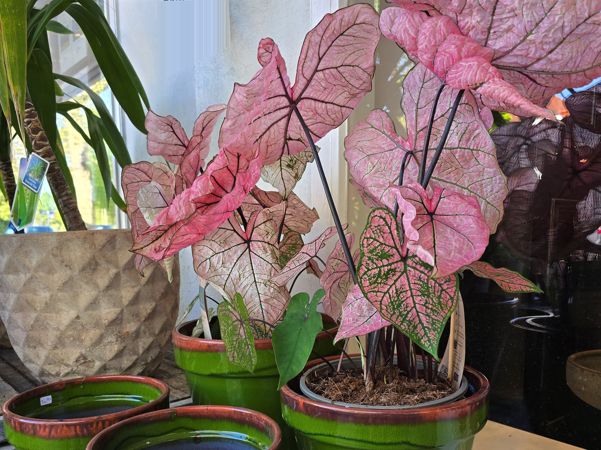 Caladrium Spring Fling plant