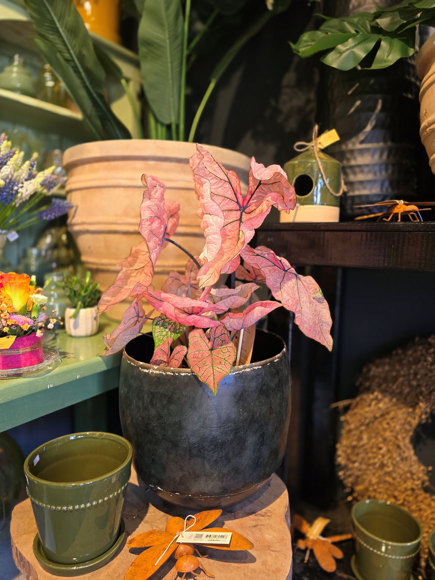 Caladrium Spring Fling plant