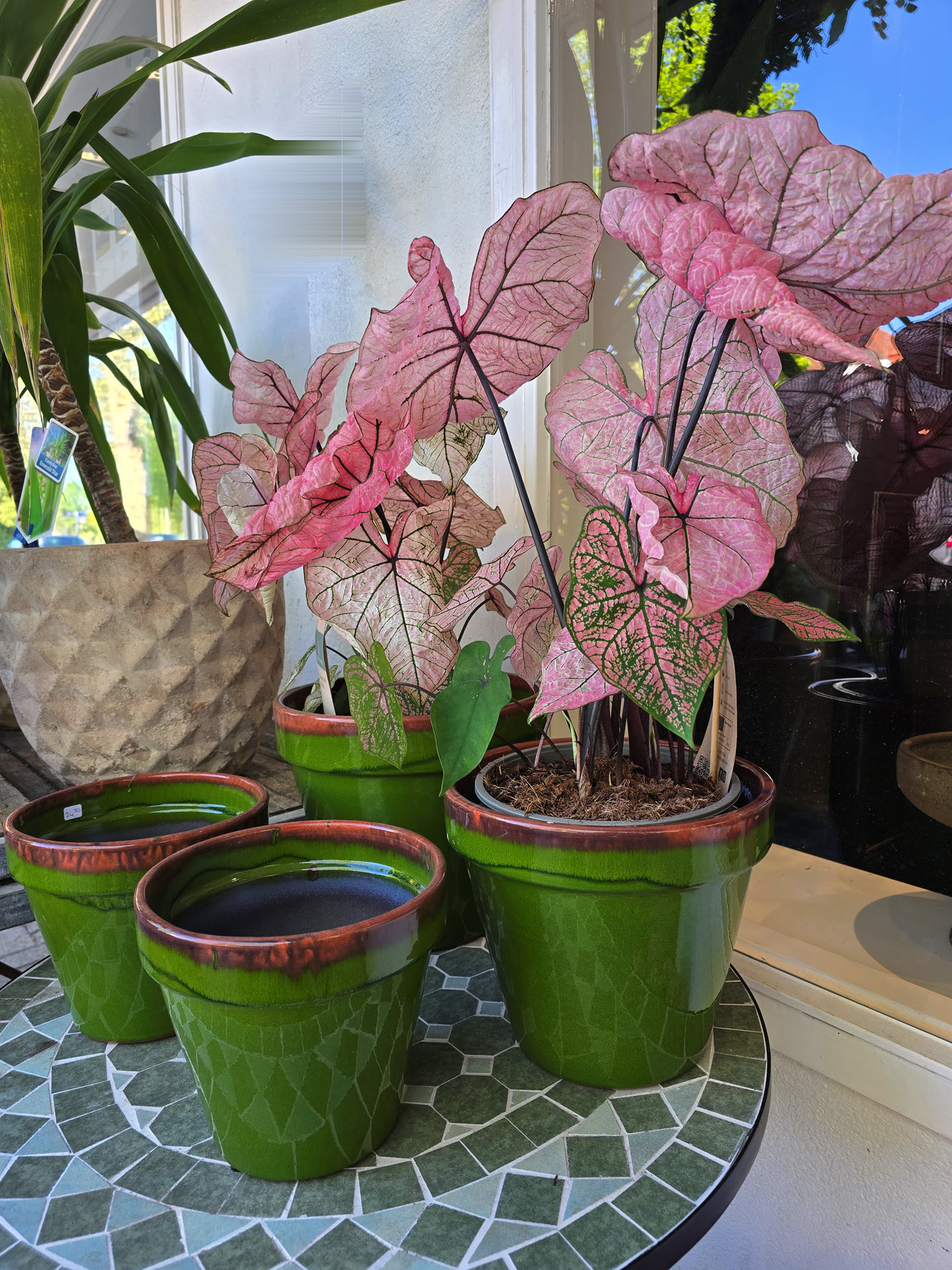 Caladrium Spring Fling plant