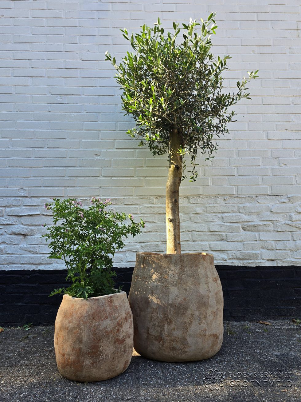Terracotta pot BOEL met Olijfboom